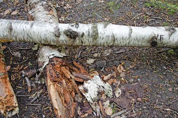 Upadłe Gałęzie Brzozy Podłodze Lasu Zamknij Się — Zdjęcie stockowe
