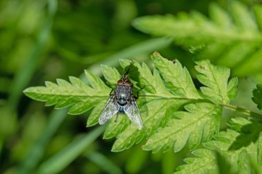 Yeşil yapraklı mavi kurt sineği, maydanozlu inek. Makro resmi kapat