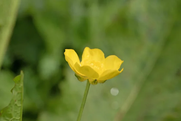 Macro Photo Yellow Buttercup Natural Green Background Ranunculus Repens — Stock Photo, Image