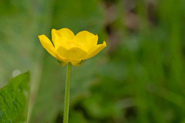 Μακρο Φωτογραφία Ενός Κίτρινου Βουτυρόκουπα Φυσικό Πράσινο Φόντο Ranunculus Repens — Φωτογραφία Αρχείου