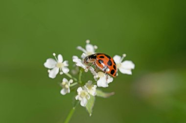 Beyaz çiçeklerdeki Asyalı dişi böceğin makro görüntüsünü kapat