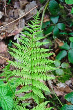 Leydi Eğreltiotu ormanda doğal bir ortamda. Athyrium filix-femina