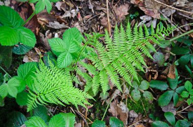 Leydi Eğreltiotu ormanda doğal bir ortamda. Athyrium filix-femina