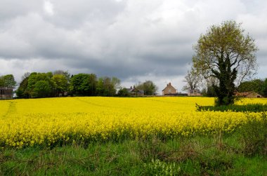 Arka planda çiftlik ahırları olan bir bahar gününde kolza tohumu tarlası