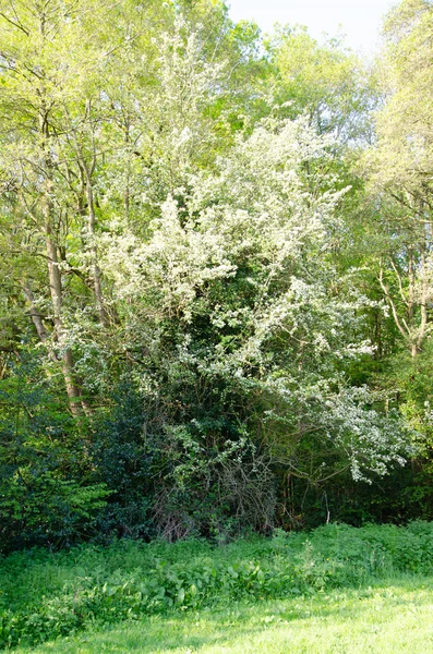 Hawthorn Photo Full Tree Bloom Spring Other Bushes Trees — Stock Photo, Image