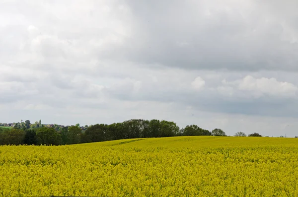 Sarı Kolza Tohumu Tarlası Bir Bahar Günü Bulutlu Gökyüzü Yorkshire — Stok fotoğraf