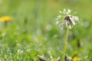 Karahindiba başı çiğ taneleri. Makro fotoğraf yakın çekim