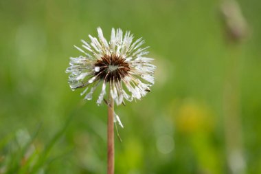 Karahindiba başı çiğ taneleri. Makro fotoğraf yakın çekim