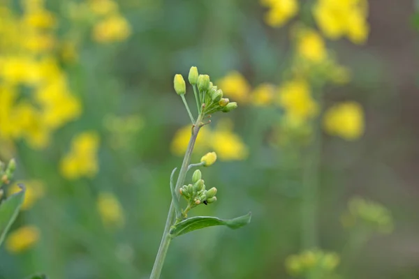 Close Image Rapeseed Flower Buds — Stock Photo, Image