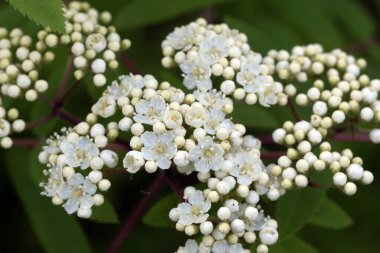 Rowan, Rowan çilek ağacı. Avrupa dağ külleri. Çiçek tomurcuklarının makro görüntüsünü kapat. Bahar