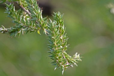 Osier söğüt ağacı, salya viminalis. Meyve ve tohumlarının makro resmini kapat