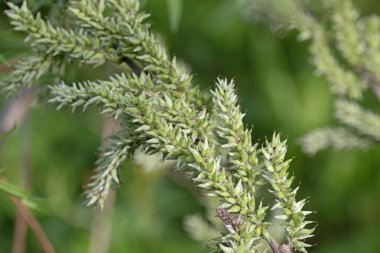 Osier söğüt ağacı, salya viminalis. Meyve ve tohumlarının makro resmini kapat