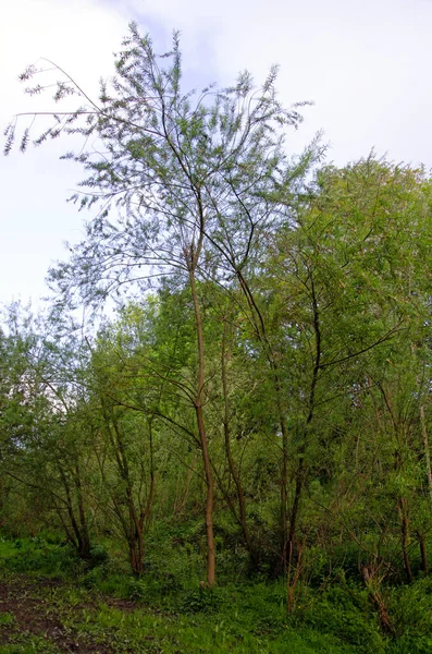 より柔らかいヤナギの木 サリックス ビミナリス 木全体のイメージ — ストック写真