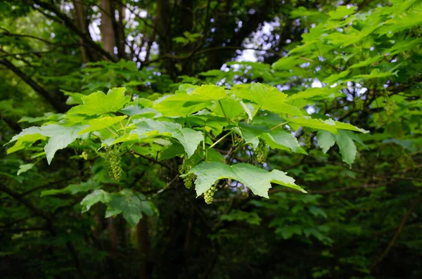 Bergahorn Acer Pseudoplatanus Nahaufnahme Von Blättern Und Blüten — Stockfoto