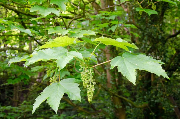 Sycamore Lönnträd Acer Pseudoplatanus Närbild Blad Och Blommor — Stockfoto