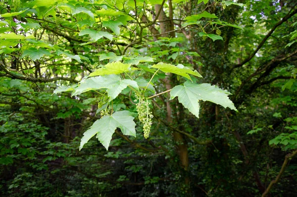 Sycamore Akçaağaç Acer Pseudoplatanus Yaprakları Çiçekleri Kapatın — Stok fotoğraf
