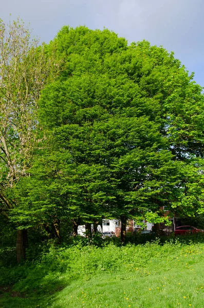 Sycamore Maple Tree Acer Pseudoplatanus Image Whole Tree — Stock Photo, Image