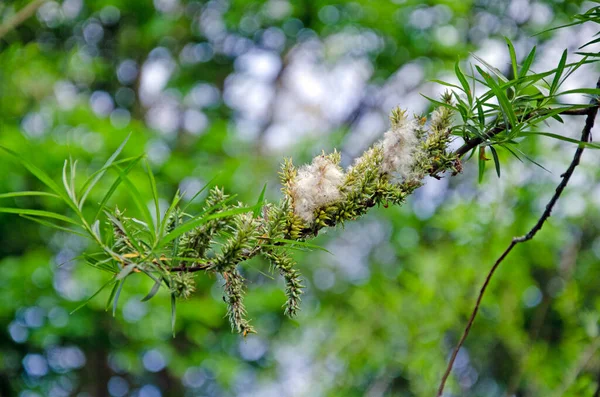 Osier Weidenbaum Salix Viminalis Makroaufnahme Von Früchten Und Samen — Stockfoto