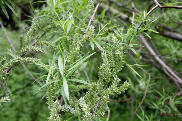 Osier Willow Tree Salix Viminalis Close Macro Image Fruit Seeds — Stock Photo, Image