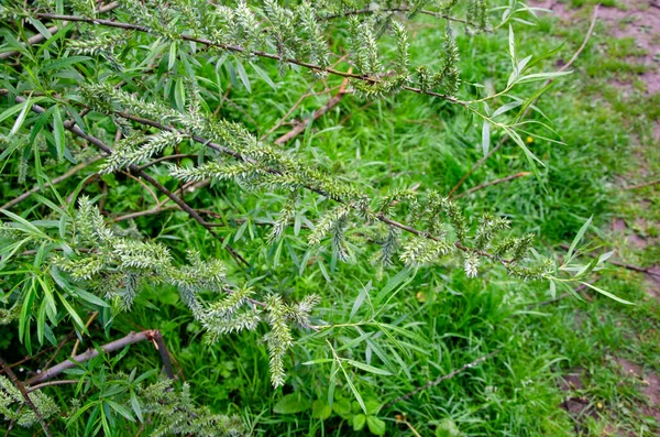 Osier Willow Tree Salix Viminalis Zavřít Obrázek Ovoce Semen — Stock fotografie