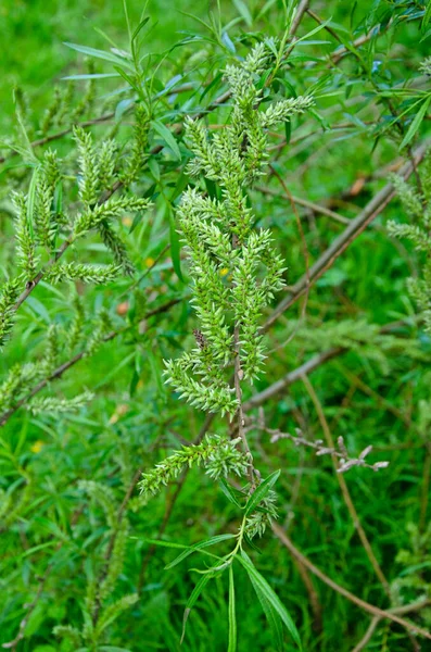 Osier Willow Tree Salix Viminalis Zbliżenie Makro Obrazu Owoców Nasion — Zdjęcie stockowe