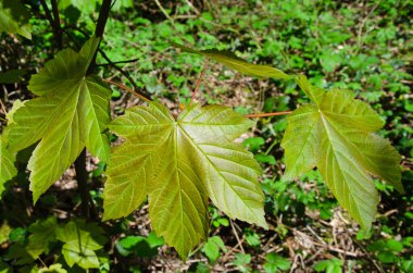 Sycamore akçaağaç. Acer pseudoplatanus. Yaprak resmi