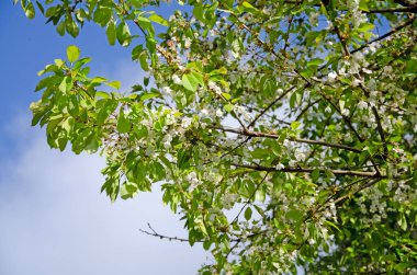 Tatlı kiraz ağacı, erik avyumu. Çiçekleri ve yaprakları kapatın.