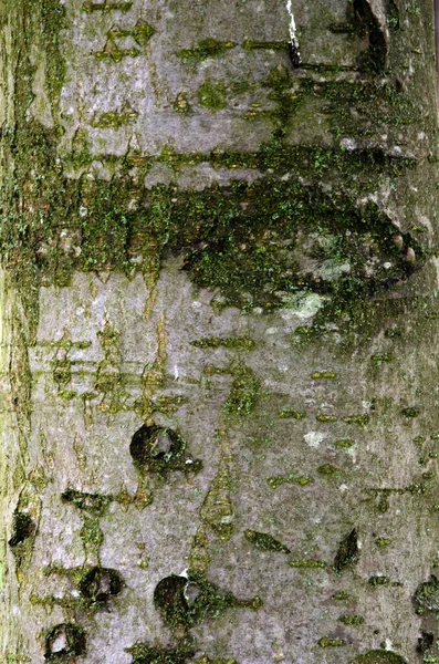 Rowan Jagodowe Drzewo Jagodowe Europejski Popiół Zbliżenie Kory — Zdjęcie stockowe