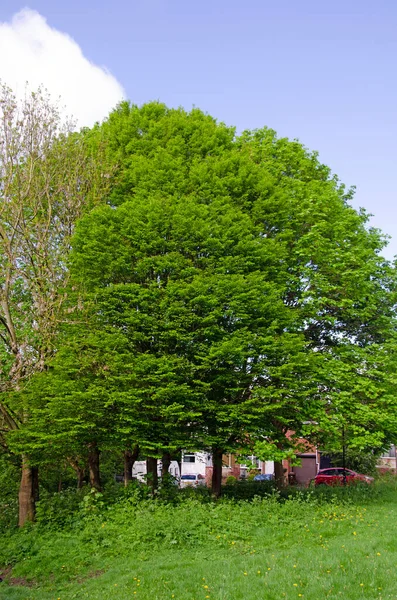Sycamore Maple Tree Acer Pseudoplatanus Image Whole Tree — Stock Photo, Image