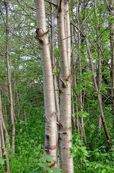 벚나무 아비아움 나무껍질을 클로즈업 — 스톡 사진