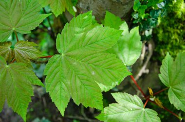 Sycamore akçaağaç. Acer pseudoplatanus. Yaprak resmi