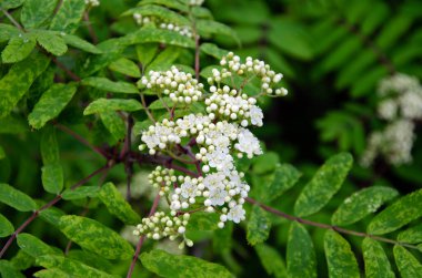 Rowan, Rowan çilek ağacı. Avrupa dağ külleri. Çiçek tomurcuklarının makro görüntüsünü kapat. Bahar
