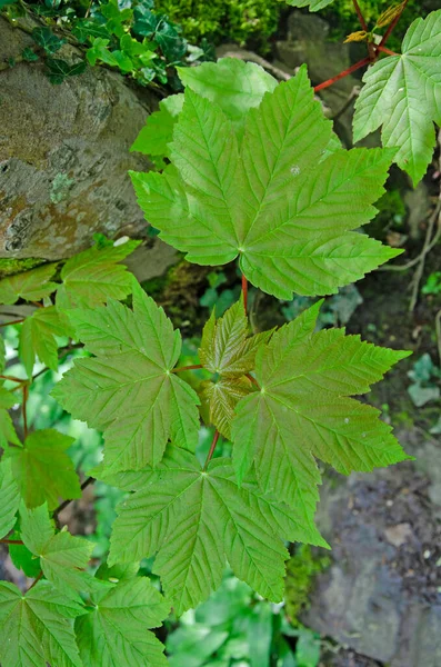 Sycamore Akçaağaç Acer Pseudoplatanus Yaprak Resmi — Stok fotoğraf