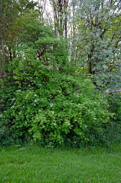 Rowan Rowan Berry Tree European Mountain Ash Tree Natural Setting — Stock Photo, Image