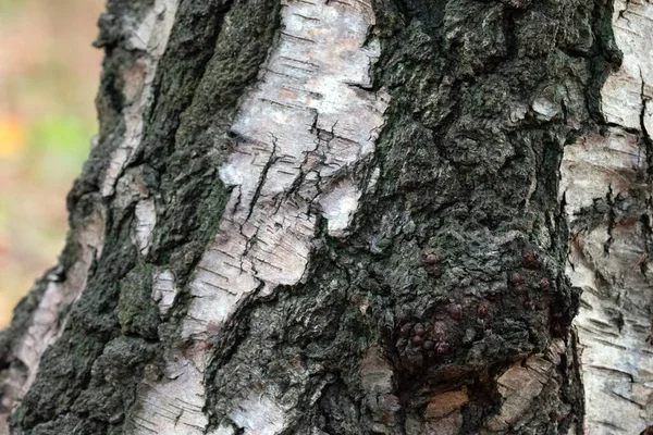 近照银桦树皮 背景纹理的老桦树 — 图库照片