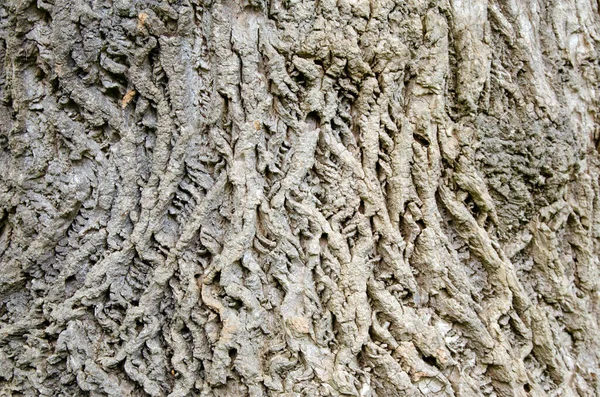 나무줄기의 껍질을 클로즈업 — 스톡 사진