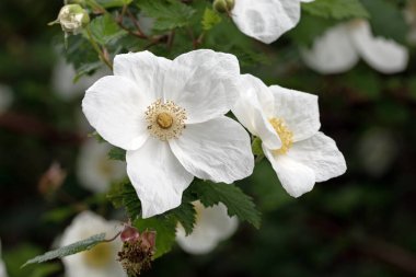 Ahududu çiçeği çiçek açmış. Beyaz ahududu çiçeklerinin makro resmini kapat
