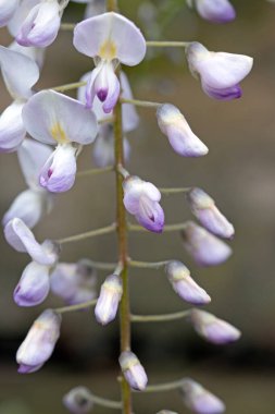 Japon salkımı çiçek açmış. Çiçeklerin makro görüntüsünü kapat. Wisteria floribunda