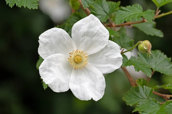 Delicious raspberry flower in bloom. Close up macro image of white raspberry flowers