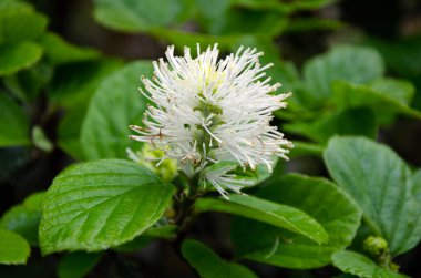 Çiçek açan büyükler büyüğü, yakın plan görüntüsü. Fothergilla major