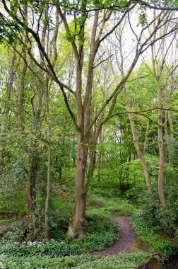Ön planda ağaçlar olan doğal bir ortamda yabani sarımsak. Allium ursinum.
