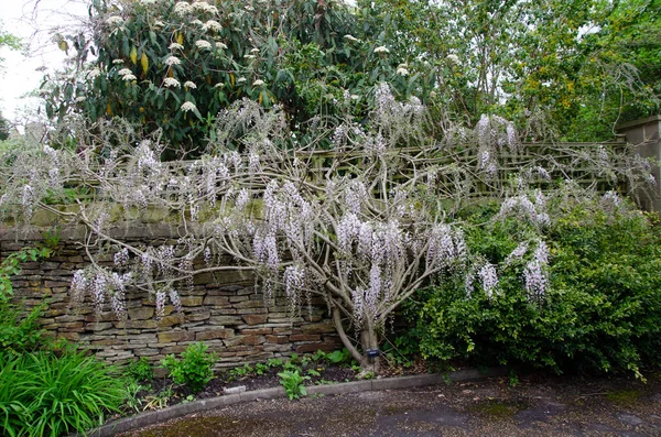 Japon salkımı çiçek açmış. Tam ağaç görüntüsü. Wisteria floribunda