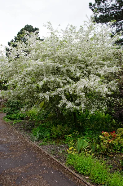Crabapple Tree Bloom Malus Sylvestris — Stock Photo, Image