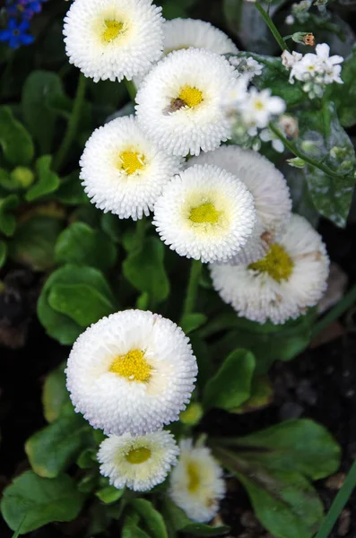 Gänseblümchenblümchen Weiß Voller Blüte Bellis Perennis — Stockfoto
