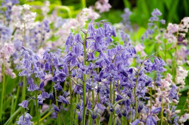 İspanyol çiçekleri, Hyacinthoides hispanikleri. İlkbaharda çiçeklerin resmini kapat