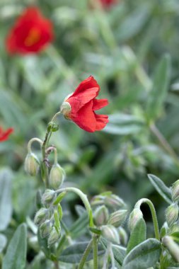 Çiçek açmış kırmızı küre memelisi, Sphaeralcea coccinea. Çiçek ve yaprakların makro resmini kapat