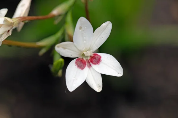 Freesia Laxa Floare Iarbă Înfloritoare Închide Imaginea Macro Florilor — Fotografie, imagine de stoc