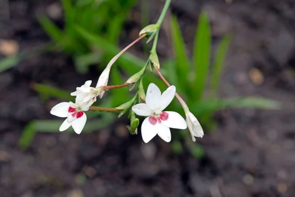 Çiçek Açan Çimenlikte Freesia Laxa Çiçeklerin Makro Resmini Kapat — Stok fotoğraf