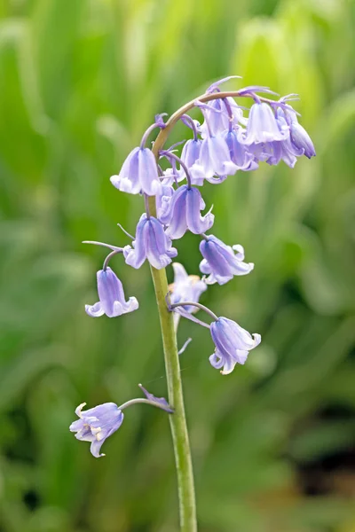 Imagem Seletiva Foco Flores Bluebell Espanhol Hyacinthoides Hispanica Fechar Imagem — Fotografia de Stock