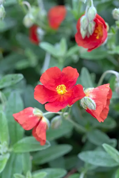 Scarlet Globemallow Full Bloom Sphaeralcea Coccinea Close Macro Image Flowers — Stock Photo, Image